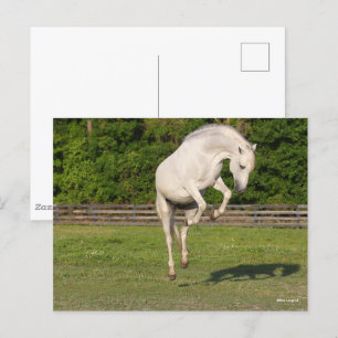 Bob Langrish Grey Andalucian Stallion Leaping Postcard