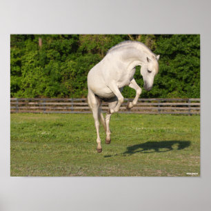 Bob Langrish   Grey Andalucian Stallion Leaping Poster