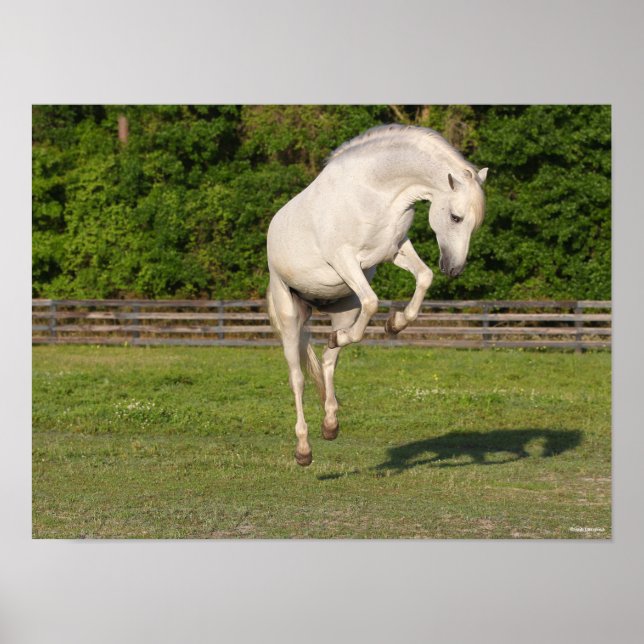 Bob Langrish | Grey Andalucian Stallion Leaping Poster (Front)