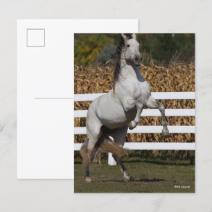 Bob Langrish Grey Andalucian Stallion Rearing Postcard