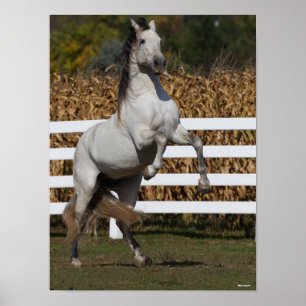 Bob Langrish Grey Andalucian Stallion Rearing Poster