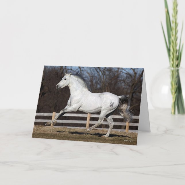 Bob Langrish | Grey Andalucian Stallion Running Card (Front)