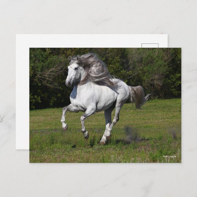 Bob Langrish | Grey Andalucian Stallion Running Postcard (Front/Back)