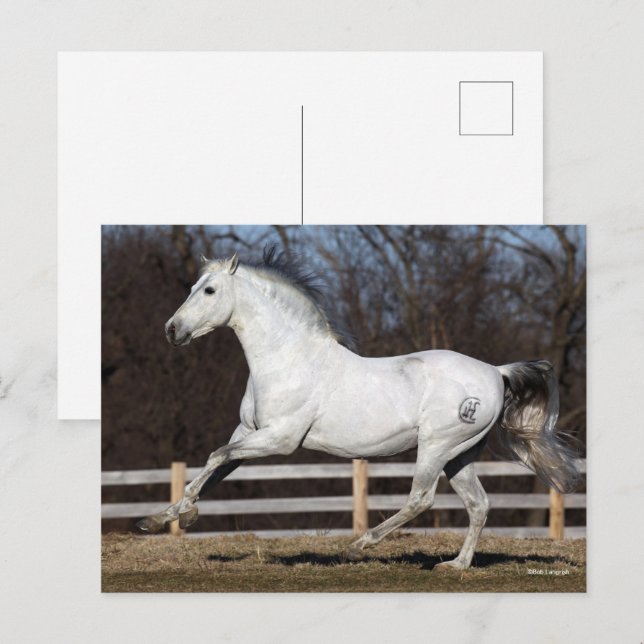 Bob Langrish | Grey Andalucian Stallion Running Postcard (Front/Back)