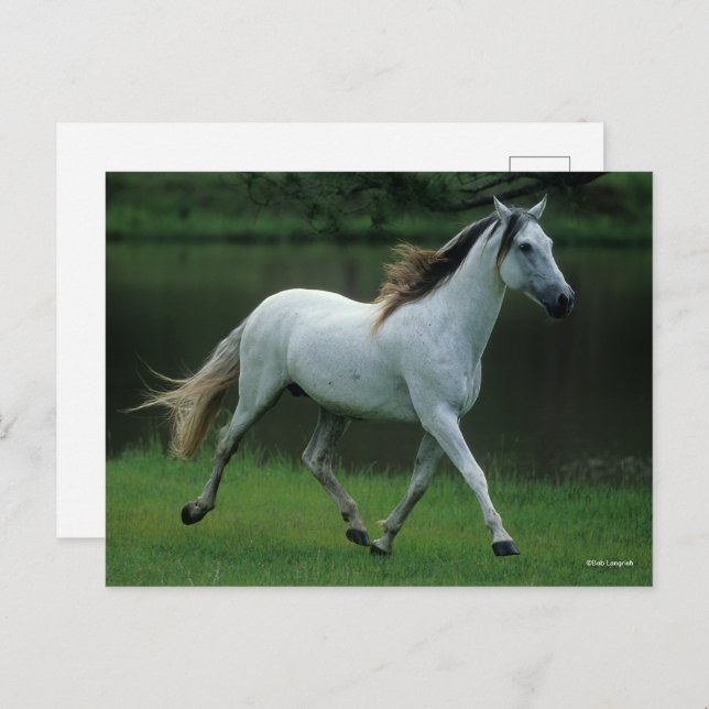 Bob Langrish | Grey Andalucian Stallion Running Postcard (Front/Back)