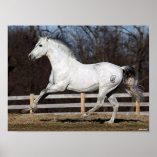 Bob Langrish   Grey Andalucian Stallion Running Poster