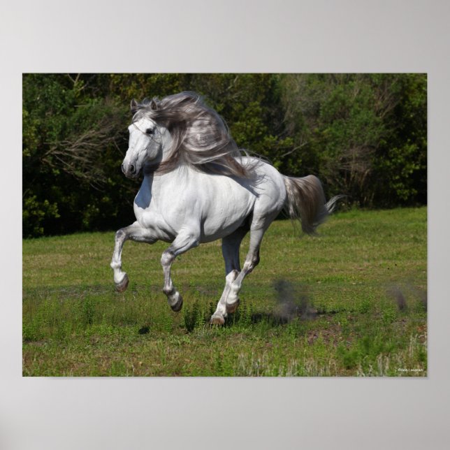 Bob Langrish | Grey Andalucian Stallion Running Poster (Front)