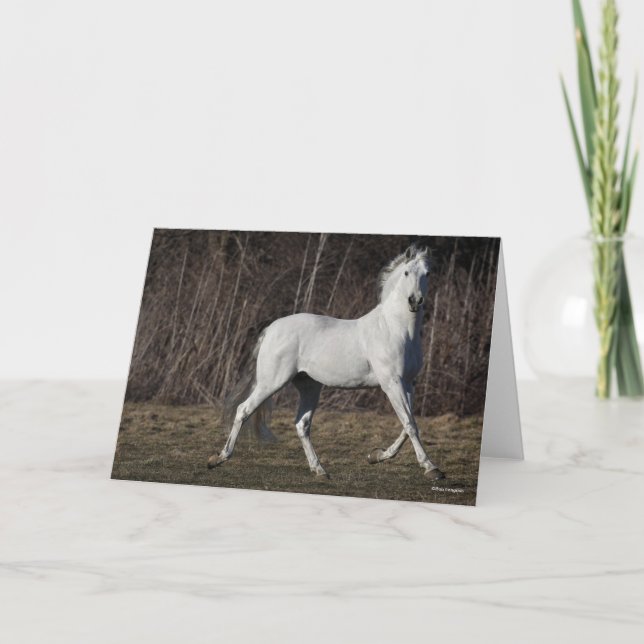 Bob Langrish | Grey Andalucian Stallion Walking Card (Front)