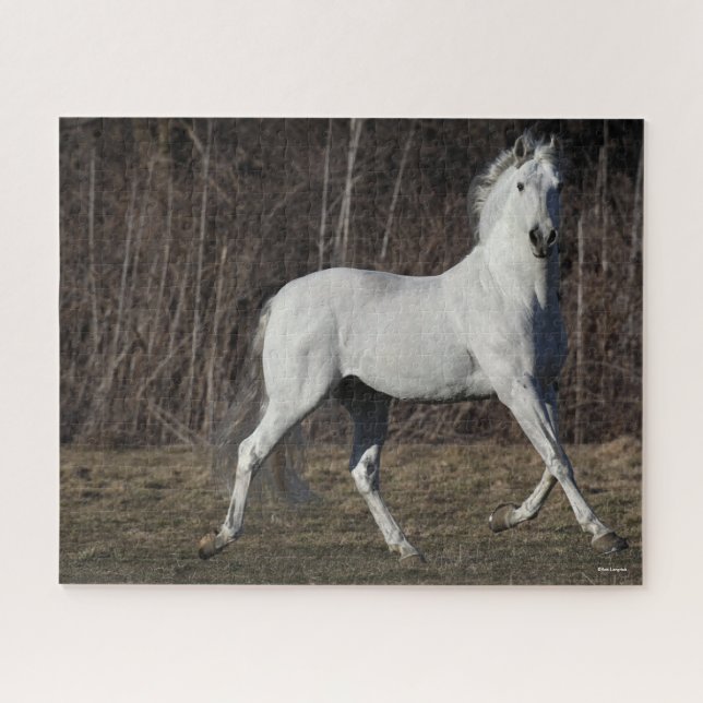 Bob Langrish | Grey Andalucian Stallion Walking Jigsaw Puzzle (Horizontal)