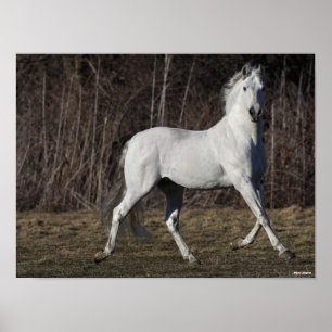 Bob Langrish Grey Andalucian Stallion Walking Poster
