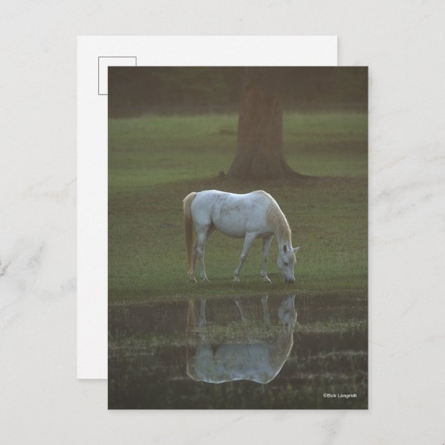 Bob Langrish | Grey Arab Grazing Water Reflection Postcard (Front/Back)