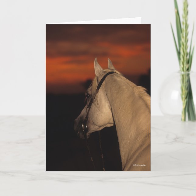 Bob Langrish | Grey Arab headshot At Sunset Card (Front)