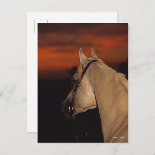 Bob Langrish | Grey Arab headshot At Sunset Postcard (Front/Back)