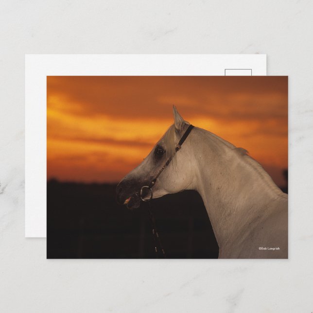 Bob Langrish | Grey Arab headshot at Sunset Postcard (Front/Back)