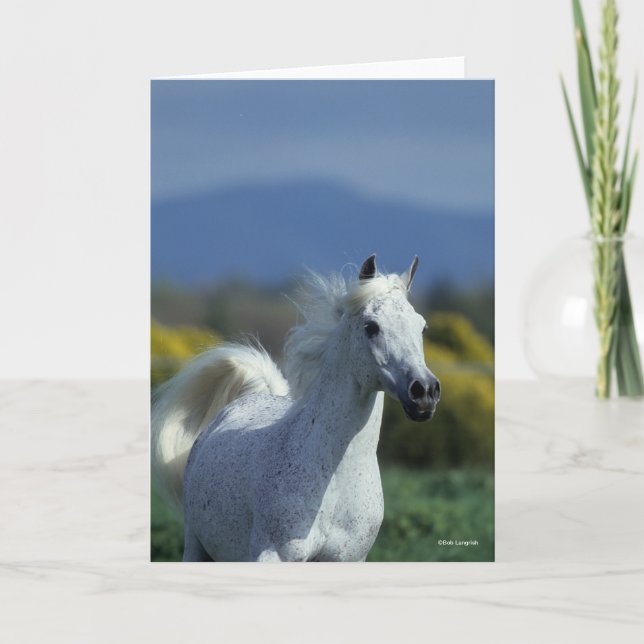 Bob Langrish | Grey Arab Headshot Card (Front)