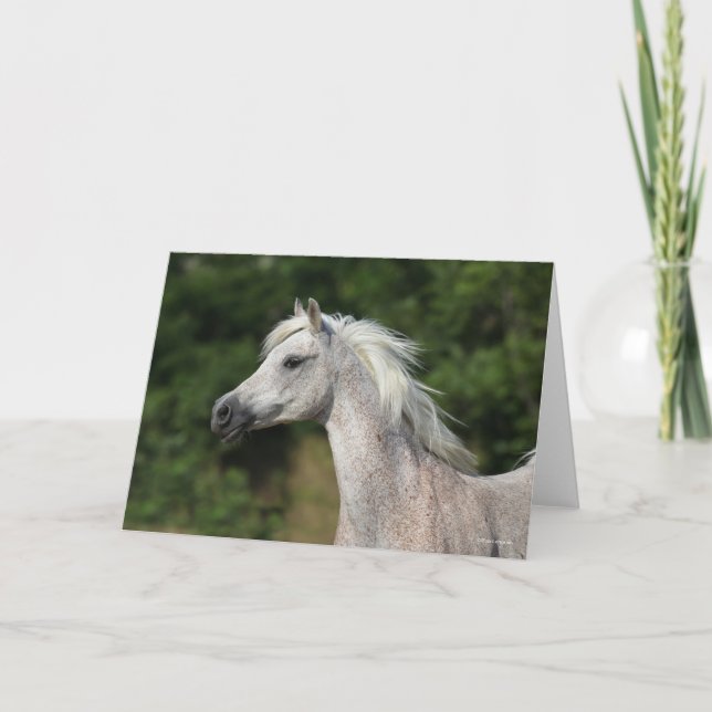 Bob Langrish | Grey Arab Headshot Card (Front)