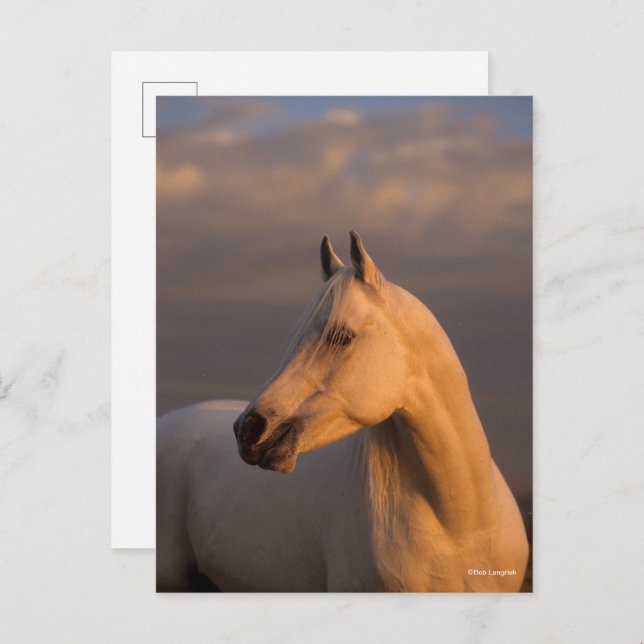 Bob Langrish | Grey Arab Headshot Evening Light Postcard (Front/Back)