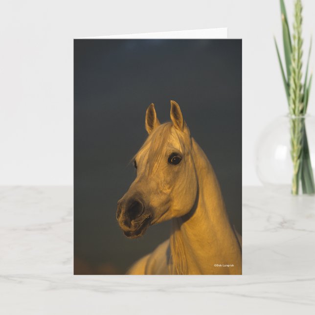 Bob Langrish | Grey Arab Headshot In Sunset Card (Front)