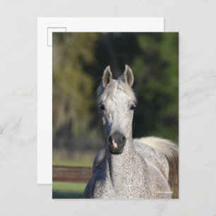 Bob Langrish Grey Arab headshot Postcard