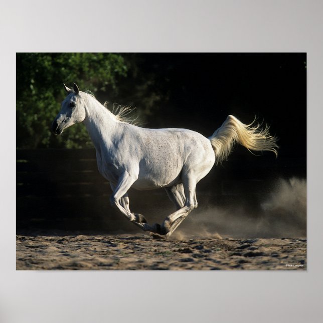 Bob Langrish | Grey Arab Mare Running Poster (Front)
