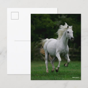 Bob Langrish Grey Arab Running Mane Flowing Postcard