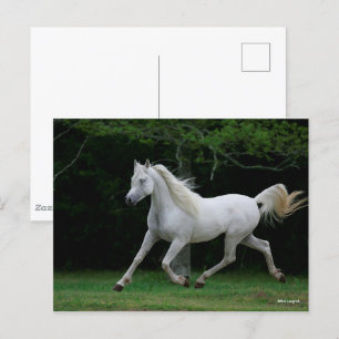 Bob Langrish Grey Arab Running Postcard