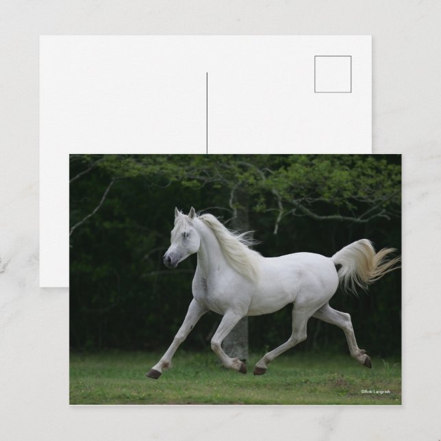 Bob Langrish | Grey Arab Running Postcard (Front/Back)