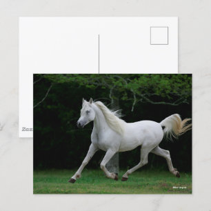 Bob Langrish Grey Arab Running Postcard