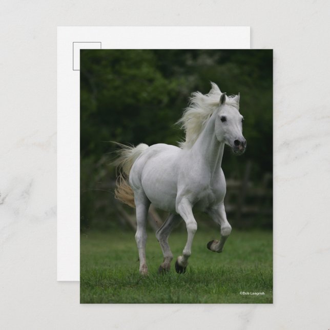 Bob Langrish | Grey Arab Running Postcard (Front/Back)