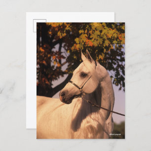 Bob Langrish Grey Arab Stallion Headshot 4 Postcard