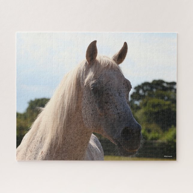 Bob Langrish | Grey Arab Stallion Headshot Backlit Jigsaw Puzzle (Horizontal)