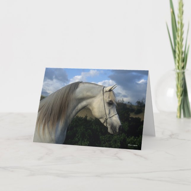 Bob Langrish | Grey Arab Stallion Headshot Card (Front)