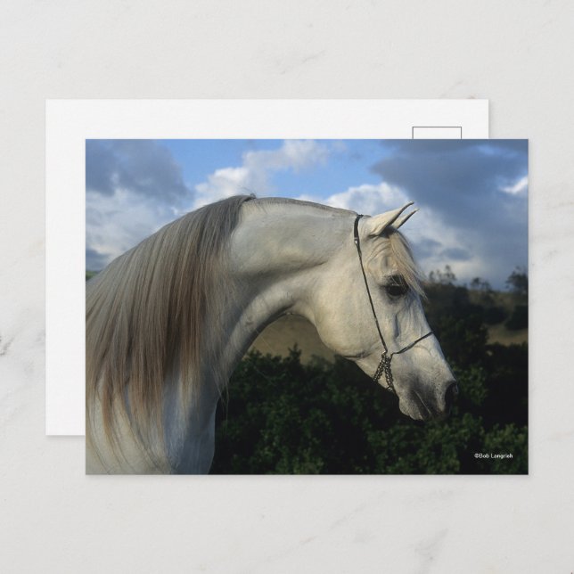 Bob Langrish | Grey Arab Stallion Headshot Postcard (Front/Back)