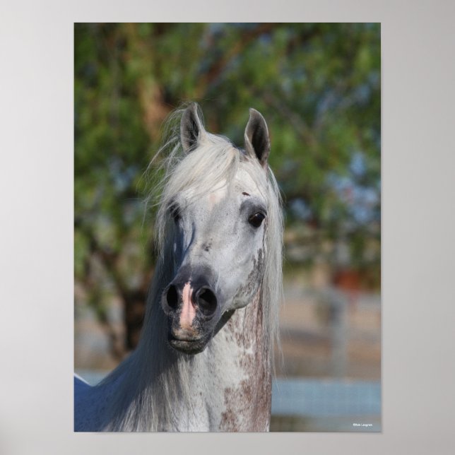 Bob Langrish | Grey Arab Stallion Headshot Poster (Front)