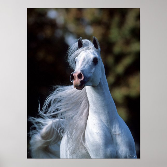 Bob Langrish | Grey Arab Stallion Headshot Poster (Front)