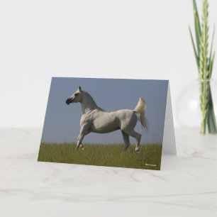 Bob Langrish   Grey Arab Stallion In Field Card
