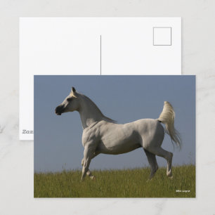 Bob Langrish Grey Arab Stallion In Field Postcard