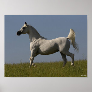 Bob Langrish   Grey Arab Stallion In Field Poster
