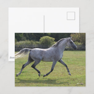 Bob Langrish Grey Arab Stallion Running Backlit Postcard