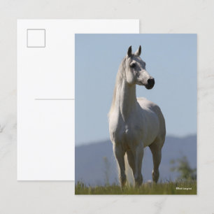 Bob Langrish Grey Arab Stallion Standing Postcard