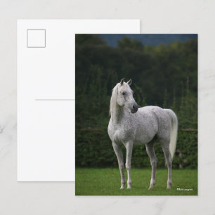 Bob Langrish Grey Arab Stallion Standing Postcard