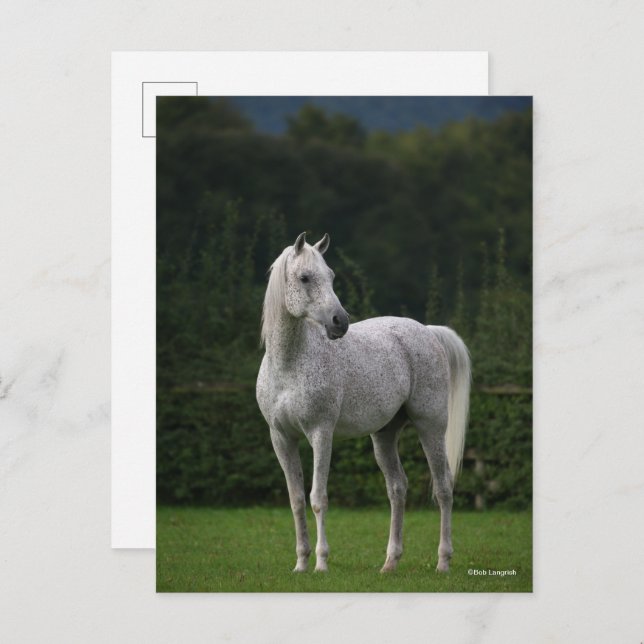 Bob Langrish | Grey Arab Stallion Standing Postcard (Front/Back)