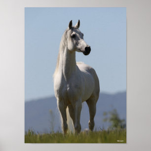 Bob Langrish Grey Arab Stallion Standing Poster