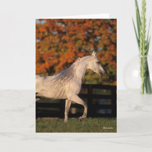Bob Langrish   Grey Arab Stallion Walking Autumn Card