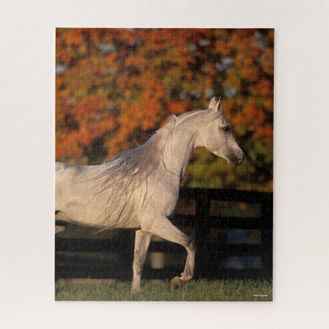 Bob Langrish | Grey Arab Stallion Walking Autumn Jigsaw Puzzle (Vertical)