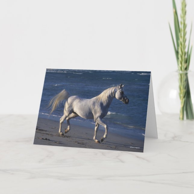 Bob Langrish | Grey Arab Stallion Walking On Beach Card (Front)