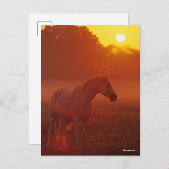 Bob Langrish | Grey Arab Standing at Sunset Postcard (Front/Back)