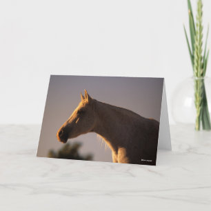 Bob Langrish   Grey Arab Standing Backlit Headshot Card