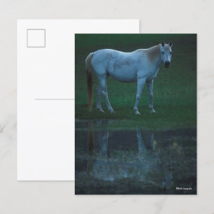 Bob Langrish Grey Arab Standing By Pond Reflection Postcard