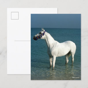Bob Langrish Grey Arab Standing In The Sea Postcard